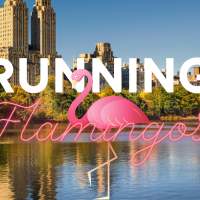 Fête des Flamingos
