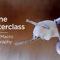  Online Masterclass Free | Canon | Seasonal Macro Photography 