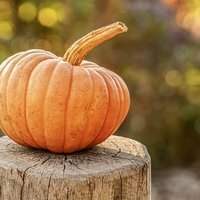 AnyCook : Saveurs d'Automne