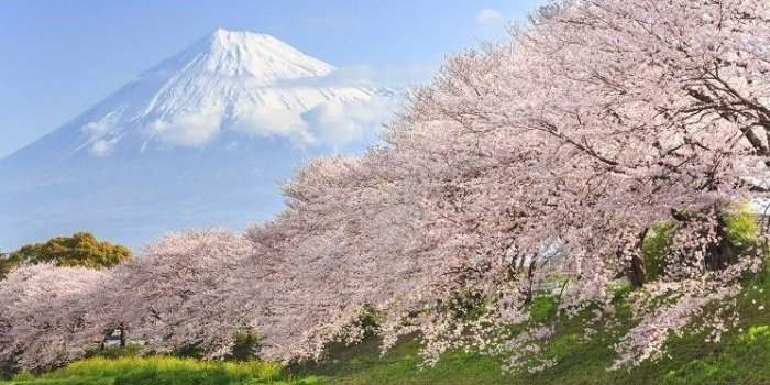 AnyCook : le printemps au Japon