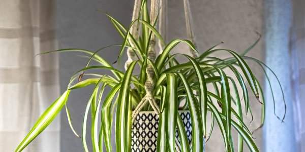 Atelier Macrame