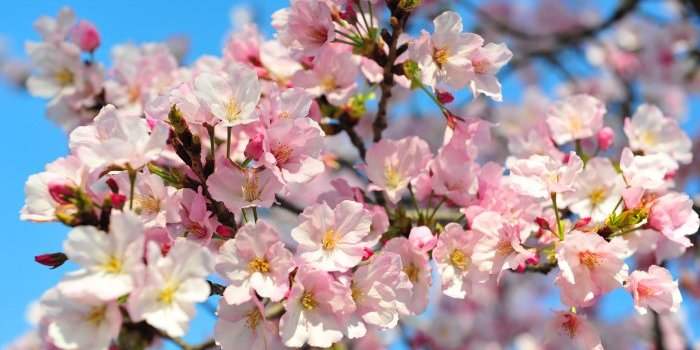 Sorties Photos Botanical Garden Brooklyn Cherry Blossom 