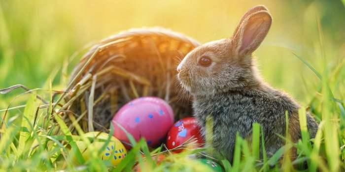 ANY Family : Chasse aux oeufs de pâques à CP