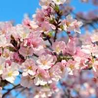 Sorties Photos Botanical Garden Brooklyn Cherry Blossom 
