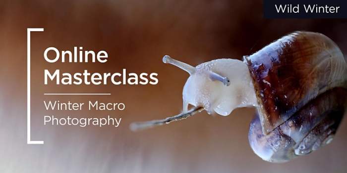  Online Masterclass Free | Canon | Seasonal Macro Photography 