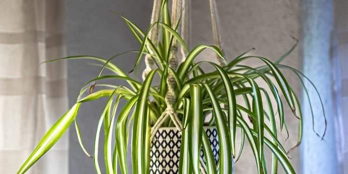Atelier Macrame