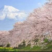 AnyCook : le printemps au Japon