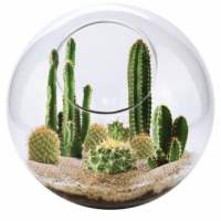 ANY Créatif Fabriquer un Terrarium 